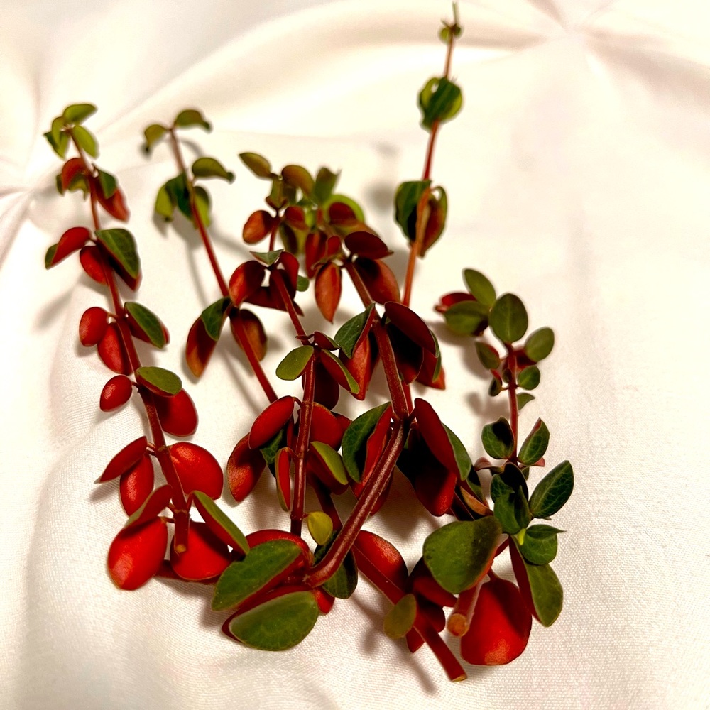 For sale of 2” potted Peperomia  and 5 cuttings only ($12).